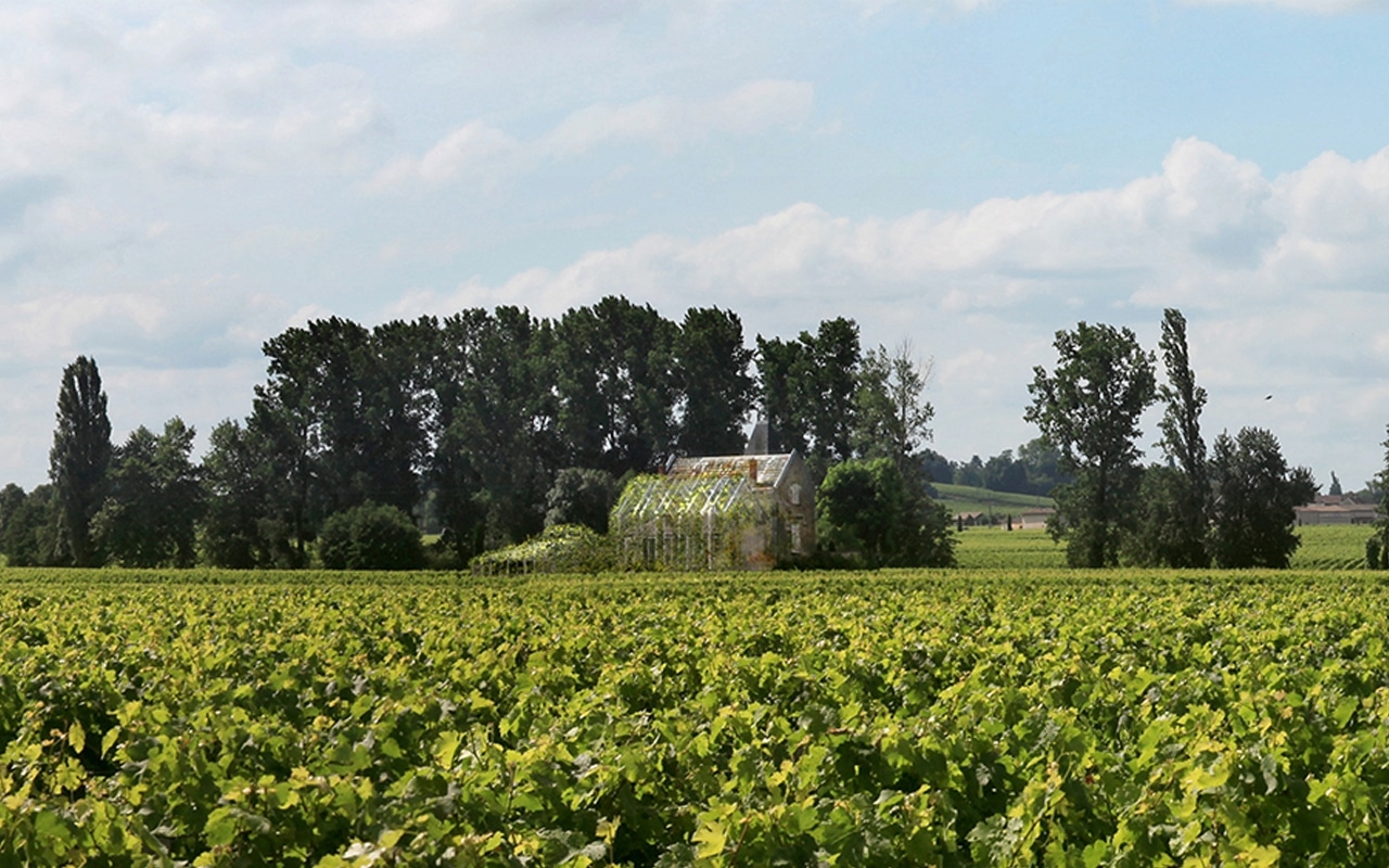 FORTIN . Saint-Emilion